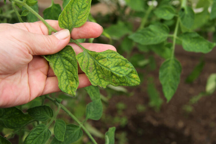 Как бороться с фитофторой? Как бороться с фитофторой?