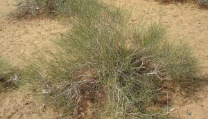 Растительный мир пустыни: что за растение джузгун?