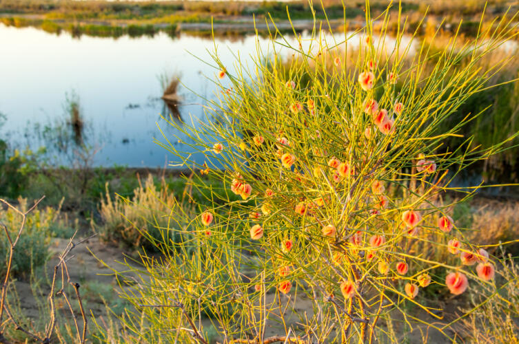 Растительный мир пустыни: что за растение джузгун?