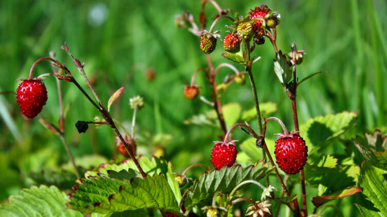 Что за праздник Варнава-земляничник?