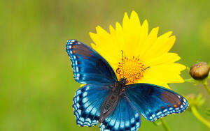 Бабочки: чем питаются эти милые создания?