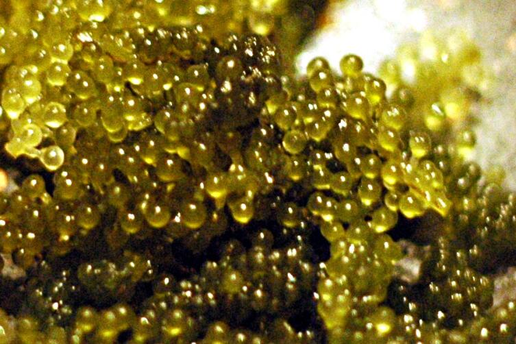 Уми бодо Уми бодо