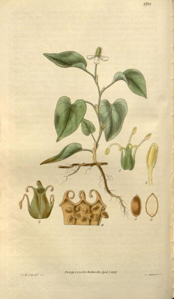 Ботаническая иллюстрация из журнала «Curtis's Botanical Magazine», 1827 г.