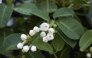 Как выращивать стефанотис — мадагаскарский жасмин?