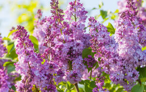 Как сварить варенье из сирени?