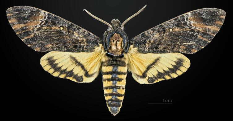 Бабочка Acherontia styx