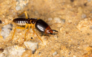 Как живут термиты и чем они отличаются от обычных муравьев?