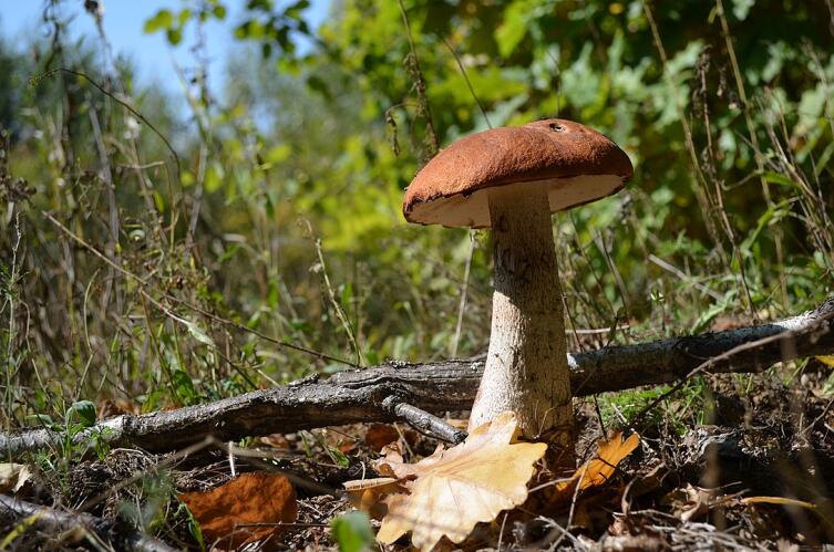 Подосиновик красный, гриб, который «олешки кушают»