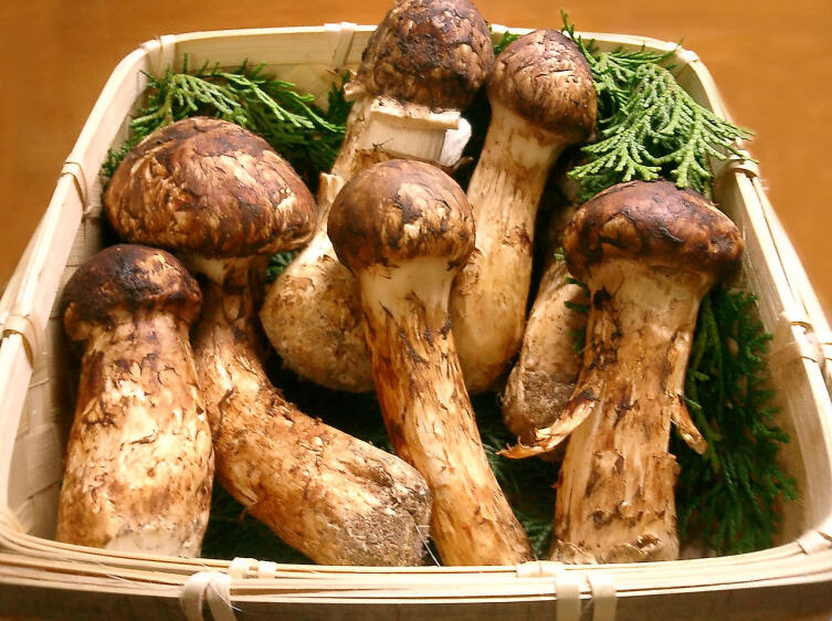 Под грибы мацутакэ выстланы веточки кипарисовика горохоплодного (Chamaecyparis pisifera), дающего обеззараживающий эффект