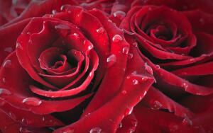 Дарил ли Нико Пиросмани любимой миллион алых роз?