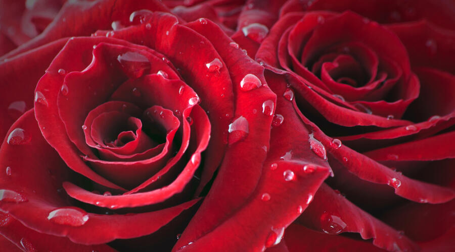 Дарил ли Нико Пиросмани любимой миллион алых роз?