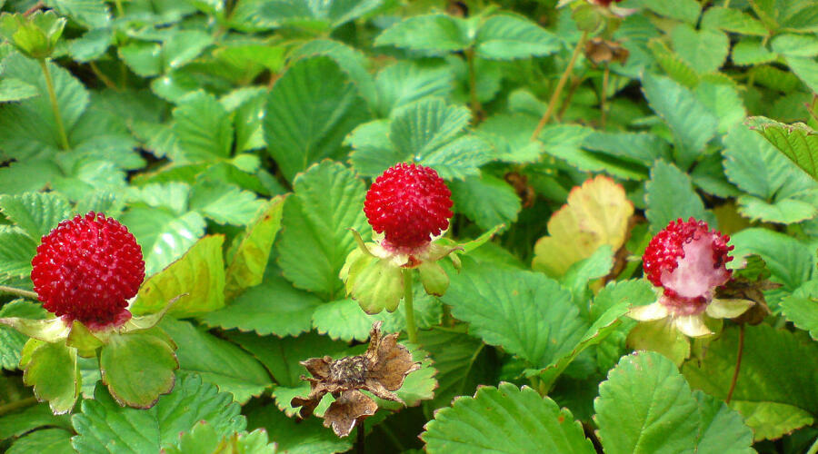 Лапчатка индийская