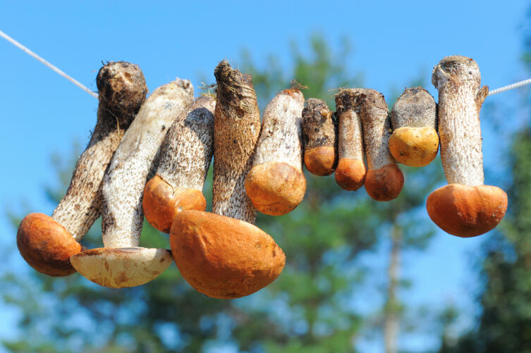 Как приготовить копчёные грибы?