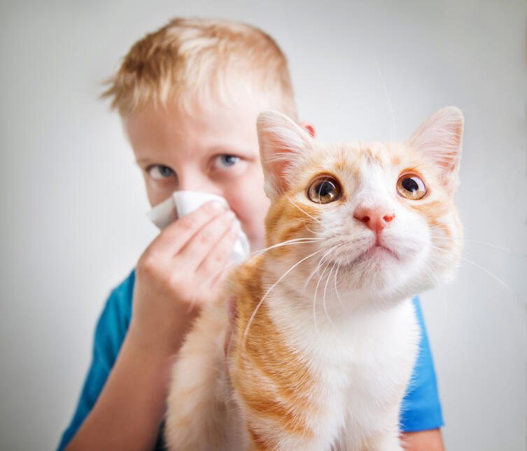 Что нужно знать, если у вас появилась аллергия на животных?