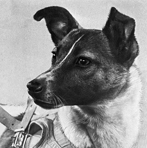 Ла́йка (1954 — 3 ноября 1957) — собака-космонавт, первое животное, выведенное на орбиту Земли