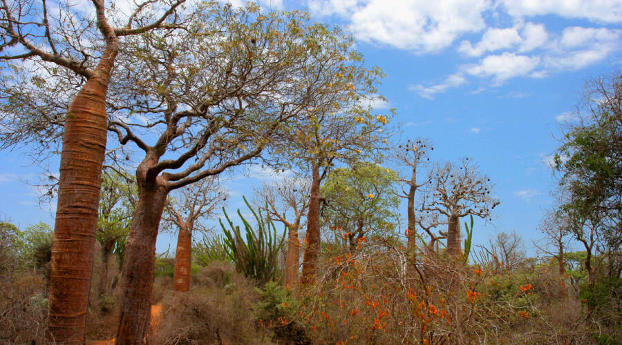 Колючий лес в Ифати, Мадагаскар