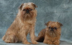 Гриффоны - озорные и весёлые собачки с замечательным характером