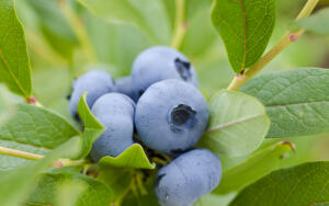 Какими целебными свойствами славится голубика?