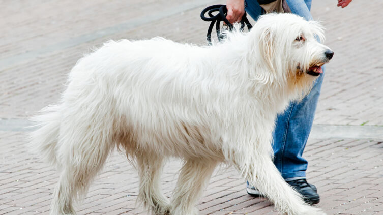 Как выгуливают старушек-компаньонов?