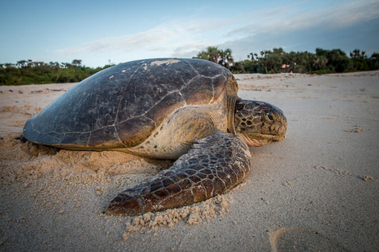 Морская черепаха Морская черепаха