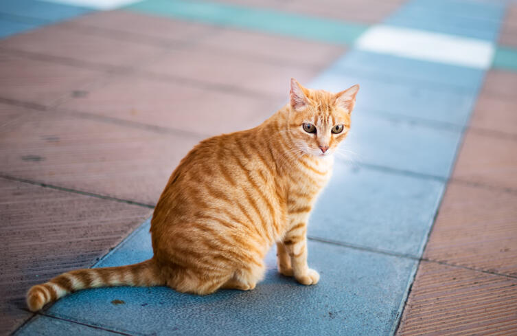 О чем предупреждает встретившаяся на улице кошка?