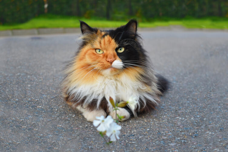 О чем предупреждает встретившаяся на улице кошка?