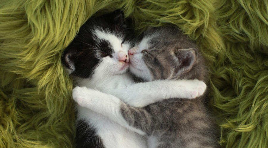 У вас появился котенок. Что надо знать владельцу питомца?