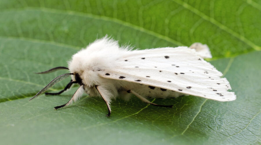 Американская белая бабочка. Как спасти от нее сады и парки?