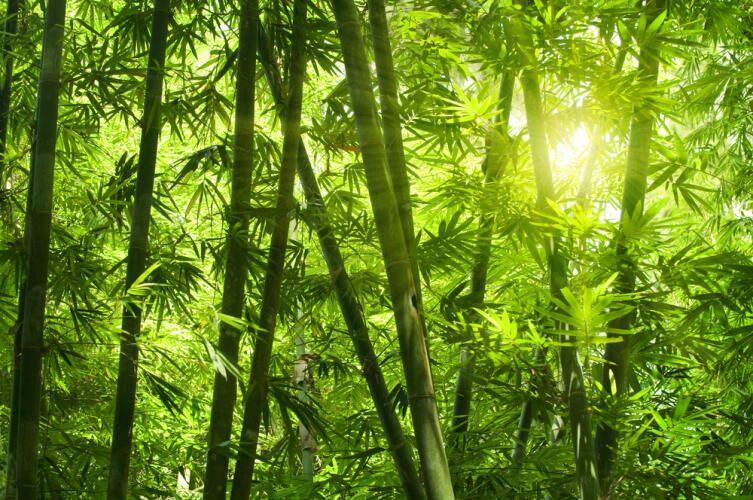 Какие тайны скрывает китайский бамбук?