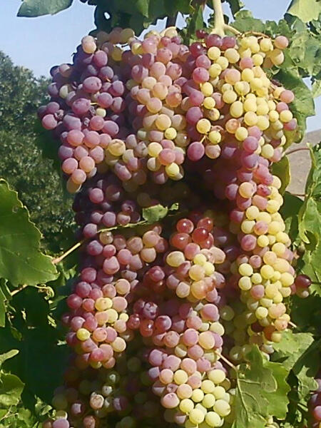Спелые гроздья винограда