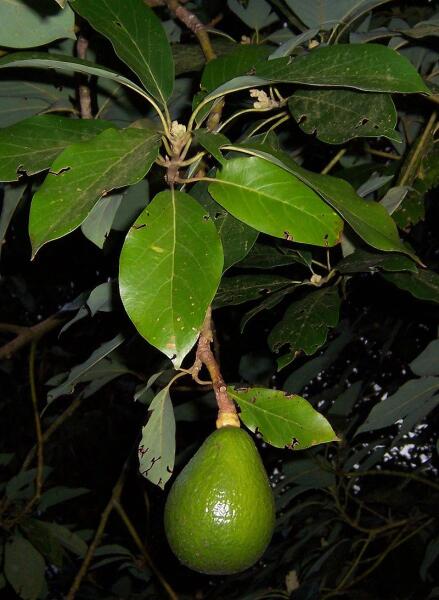 Плод авокадо на ветке