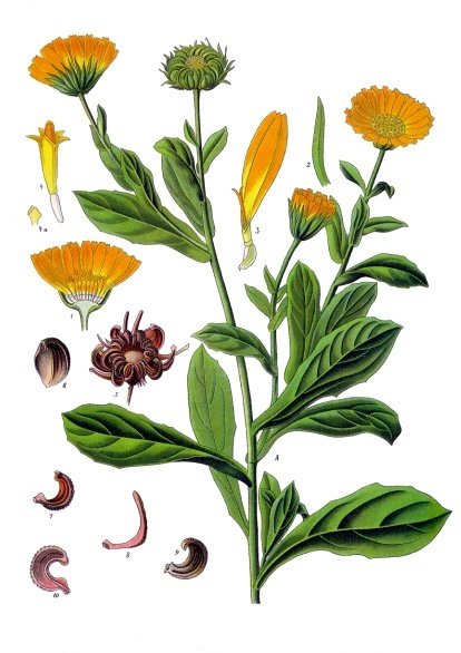 Календула лекарственная. Ботаническая иллюстрация из книги Köhler’s Medizinal-Pflanzen, 1887 г.