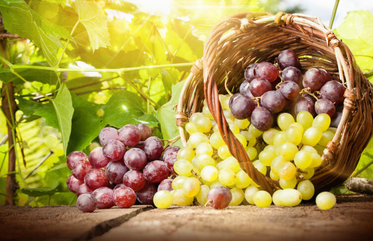 Чем полезен сладкий виноград?