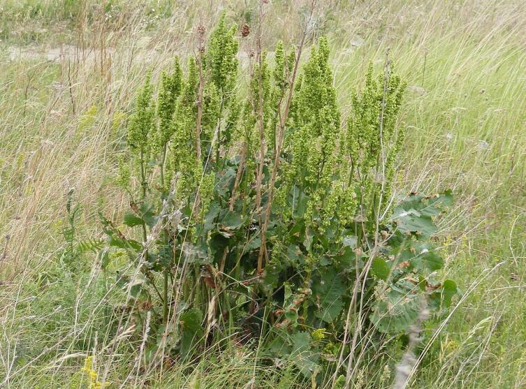 Щавель конский (Rumex confertus Willd.). Мордовия, июнь 2010 г.