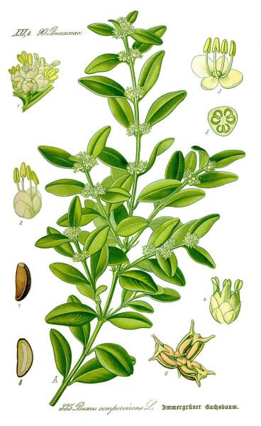 Самшит вечнозелёный. Ботаническая иллюстрация из книги О. В. Томе Flora von Deutschland, Österreich und der Schweiz, 1885 г.