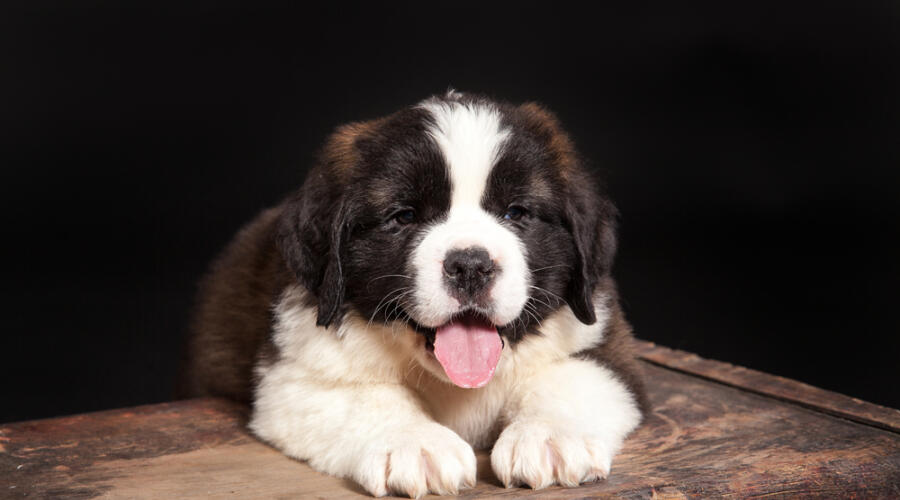 Почему «Бетховен» - это территория счастливых животных?