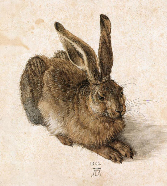 Альбрехт Дюрер, «Заяц», 1502 г.