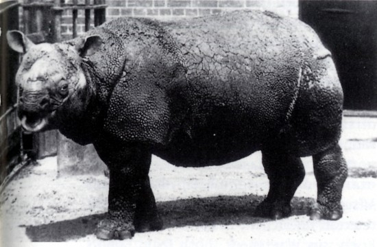 Яванский носорог, содержавшийся в Лондонском зоопарке с марта 1874 до января 1875 гг.