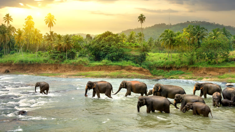 Цейлонские виды
