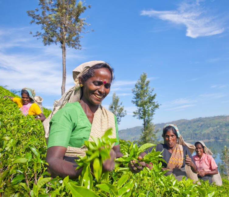 Женщины сбирают чай на Шри-Ланке