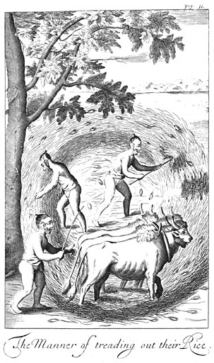 Иллюстрация из книги Роберта Нокса «Историческая повесть о Цейлоне»