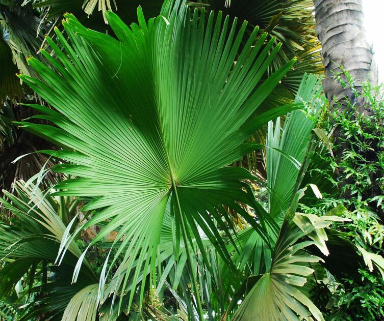 Таллипотовая пальма