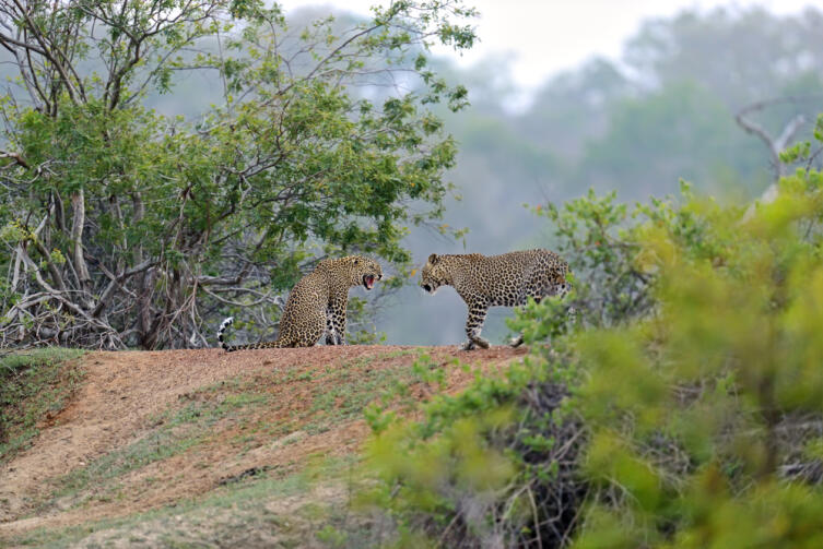Леопарды. Шри-Ланка