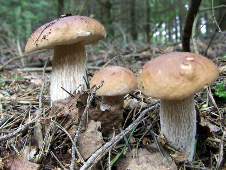Белые грибы — симбионты