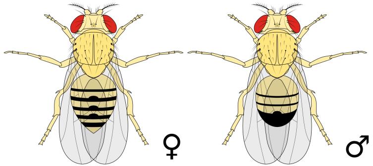 Самка (слева) и самец