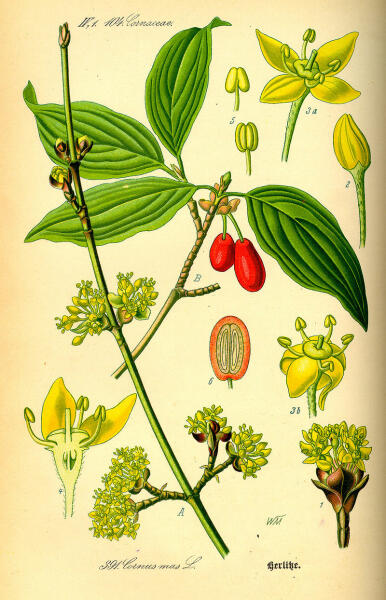 Ботаническая иллюстрация из книги О. В. Томе Flora von Deutschland, Österreich und der Schweiz, 1885 г.
