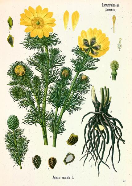 Ботаническая иллюстрация из книги Köhler’s Medizinal-Pflanzen, 1887 г.