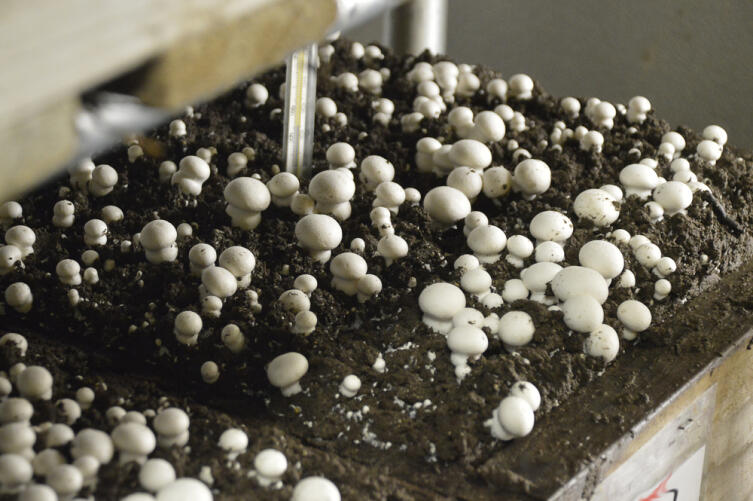 Как грибы появляются на нашем столе?