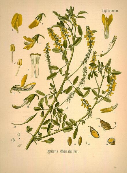 Донник лекарственный. Ботаническая иллюстрация из справочника Köhler's Medizinal-Pflanzen, 1887 г.