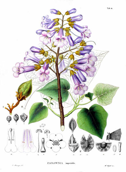 Павловния. Paulownia imperialis. Ботаническая иллюстрация из книги Зибольда и Цуккарини Flora Japonica, 1870 г.